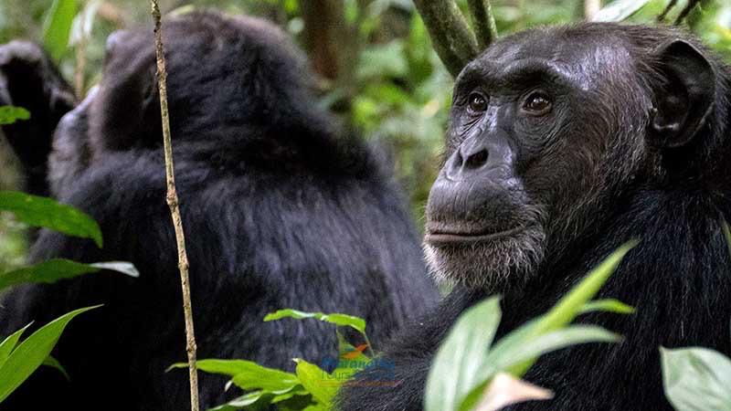 Chimpanzee Trekking in Nyungwe N P